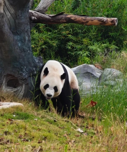 Panda Bo Ming Ming 5