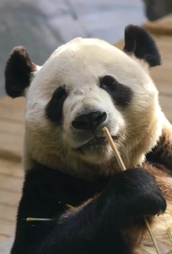 Panda Bo Ming Ming 6