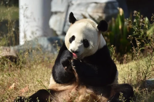 Panda Bo Ming Ming 7