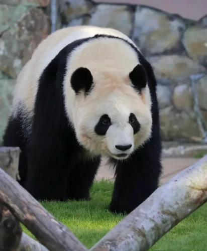 Panda Cai Bang 2