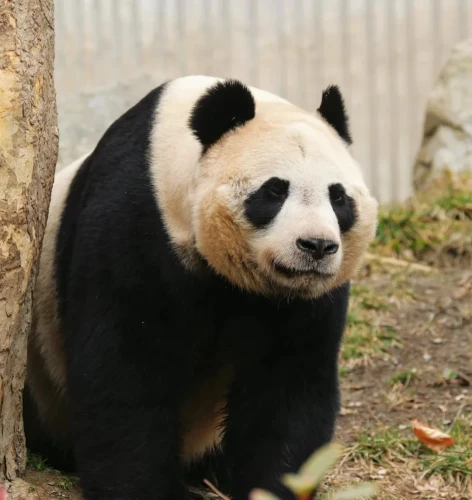 Panda Cai Yun 3