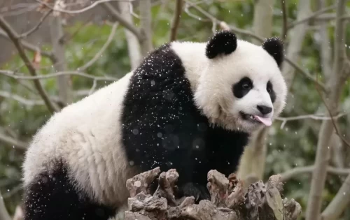 Panda Can Can 1