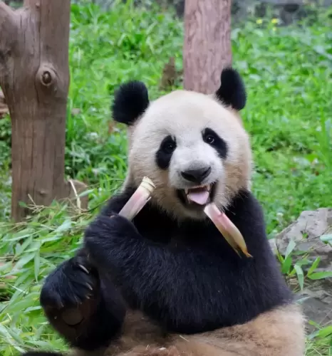 Panda Chao Tian Jiao 1