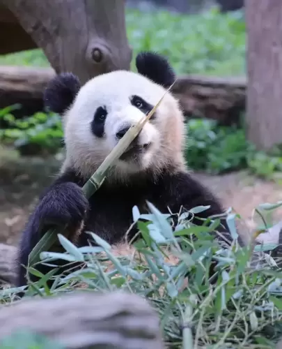 Panda Chao Tian Jiao 11