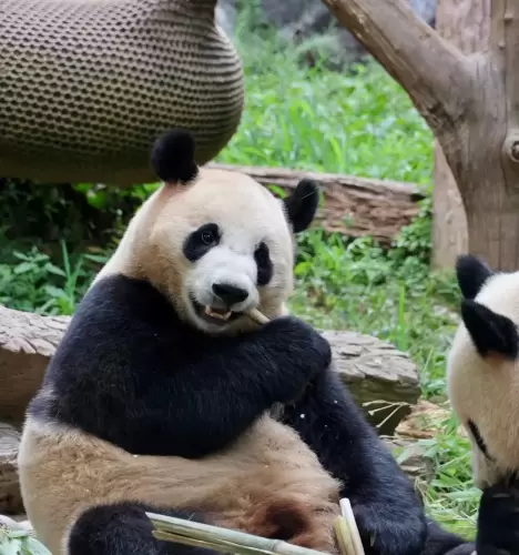 Panda Chao Tian Jiao 2