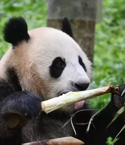 Panda Chao Tian Jiao 5