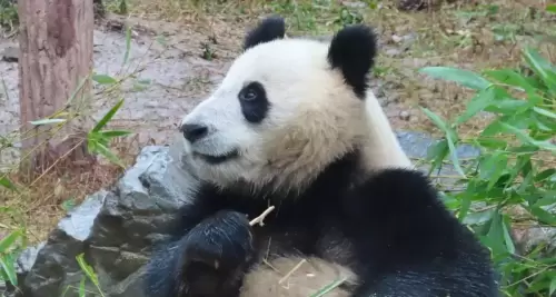 Panda Chao Tian Jiao 6