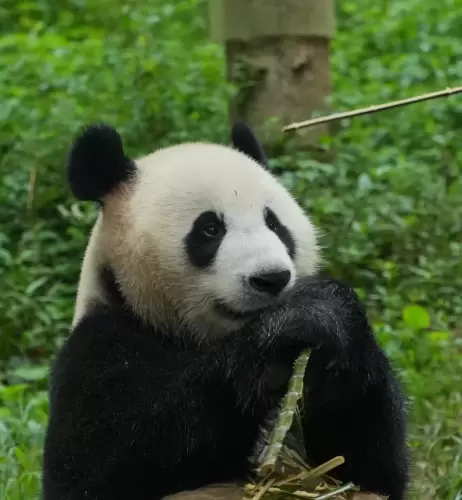 Panda Chao Tian Jiao 7
