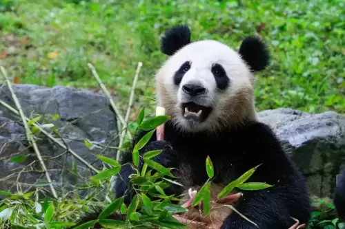 Panda Chao Tian Jiao 8