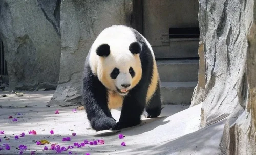 Panda Cheng Da 19