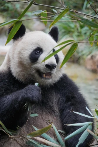 Panda Cheng Feng 18