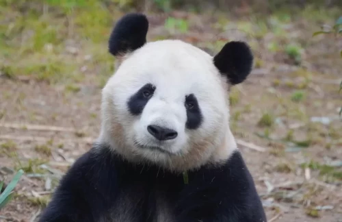 Panda Cheng Jiu 1