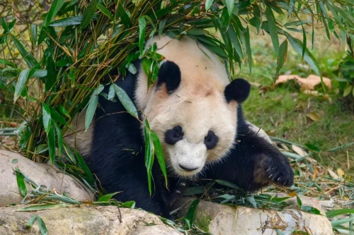 Panda Cheng Lan 3
