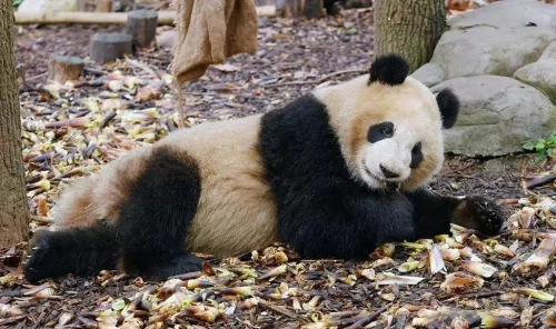 Panda Cheng Lan 7