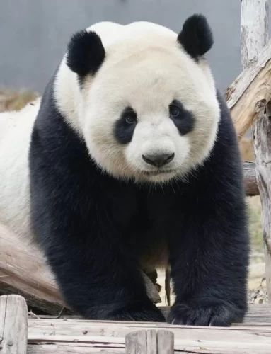 Panda Cheng Shi 8