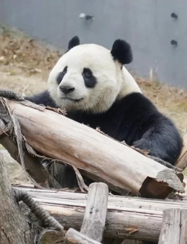 Panda Cheng Shi 9