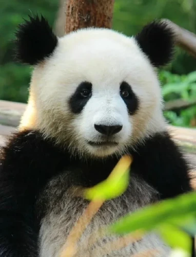Panda Cheng Shuang 11