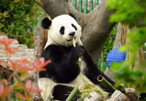 Panda Cheng Shuang 2