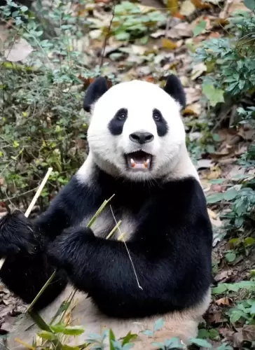 Panda Cheng Shuang 4