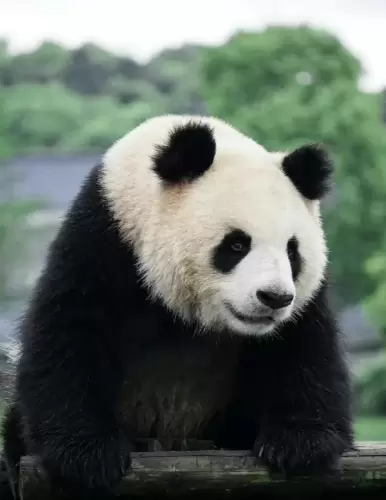 Panda Cheng Shuang 5