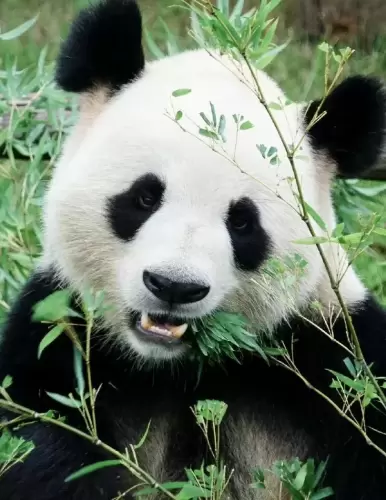 Panda Cheng Shuang 6