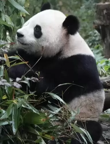 Panda Cheng Shuang 8
