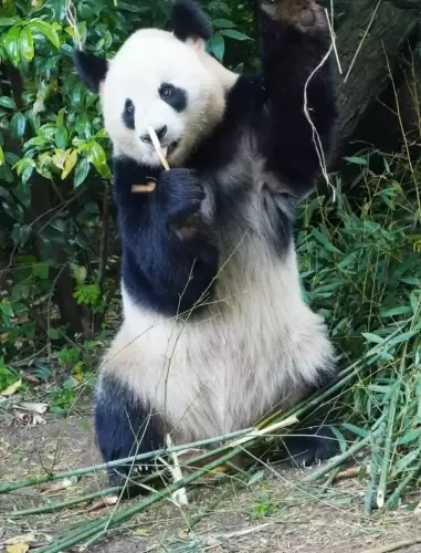 Panda Cheng Shuang 9