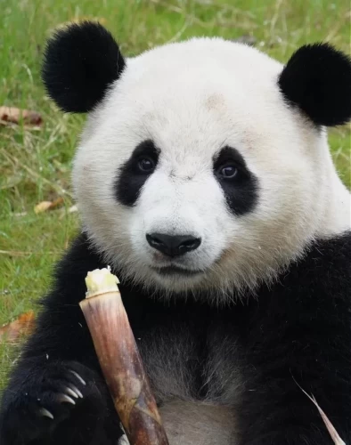 Panda Chong Yang 1