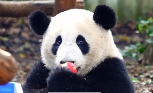 Panda Chong Yang 2