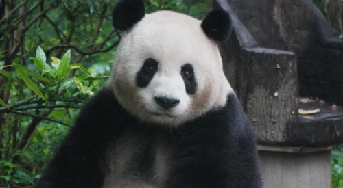 Panda Da Ni 2