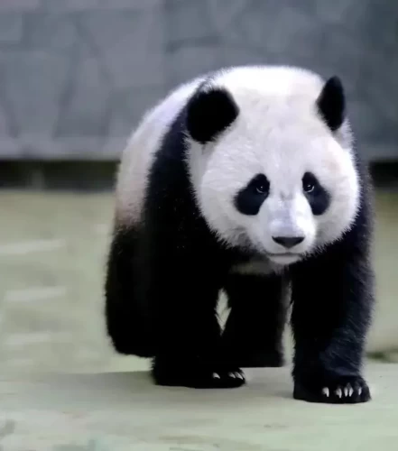 Panda Ding Ding 1