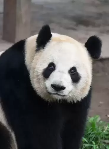 Panda Er Shun 1