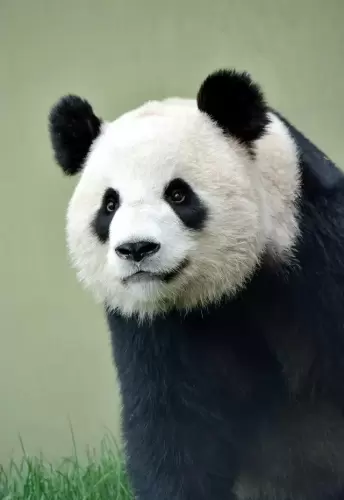 Panda Er Shun 14