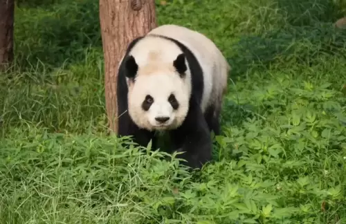 Panda Er Shun 3