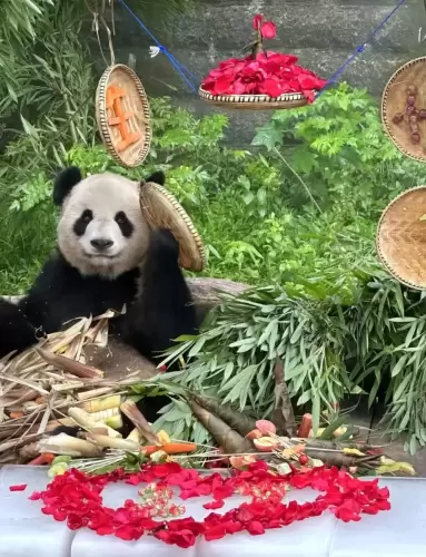 Panda Er Shun 8