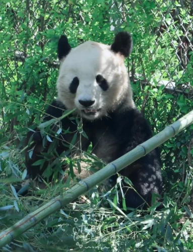 Panda Fu Bao 2013 10