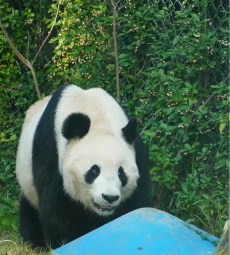 Panda Fu Bao 2013 3