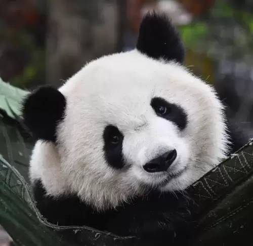 Panda Fu Lai 4