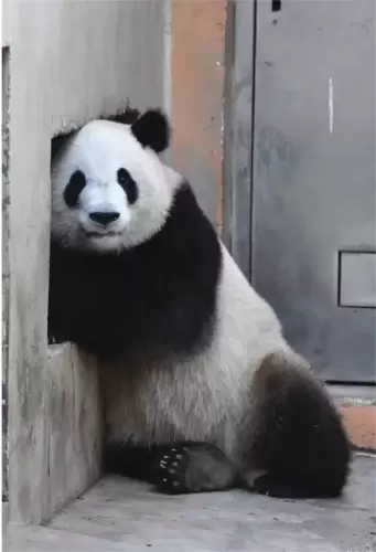 Panda Fu Lai 7