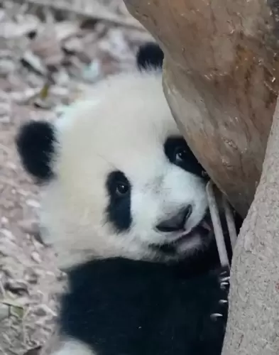 Panda Fu Wan 1