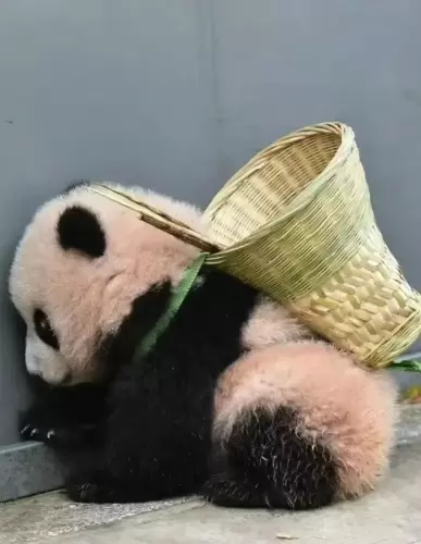 Panda Fu Xing 1