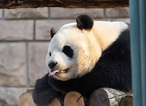 Panda Fu Xing 12
