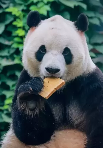 Panda Fu Xing 20