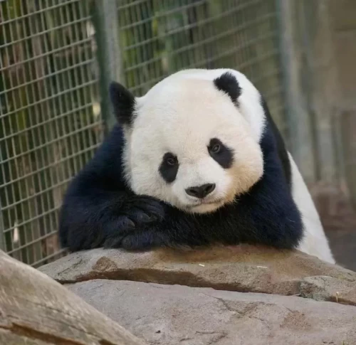 Panda Gao Gao 7