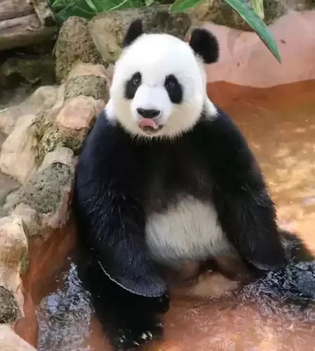 Panda Gong Gong 1