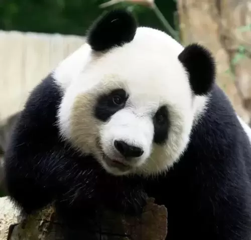 Panda Gong Gong 13