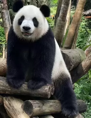 Panda Gong Gong 3