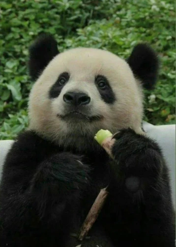 Panda Han Han 3