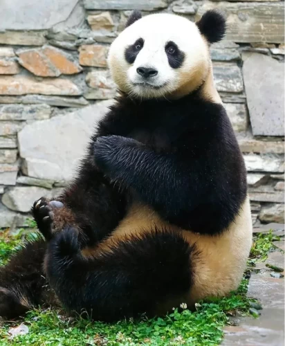 Panda Hang Bao 1