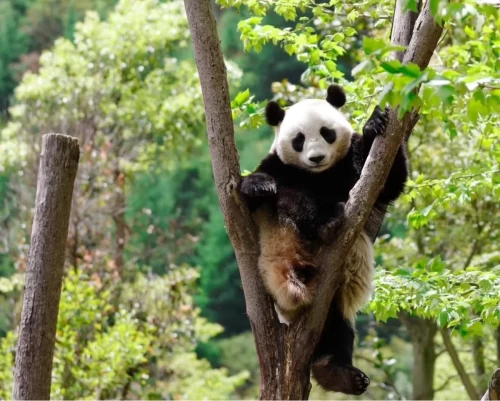 Panda Hang Bao 8